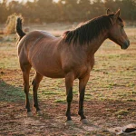 Fulvic Acid (and Bio-Fulvic Acid) for Horses, Animals, and Aquaculture