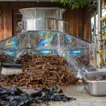 Brown seaweed extract production process