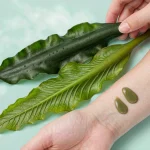 Liquid Kelp Seaweed Extract: The Ocean’s Gift to Plants, Skin, and Holistic Well