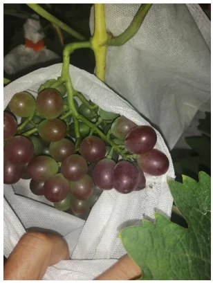 Fruit crop after potassium fulvate application