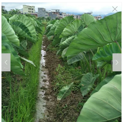 Potassium fulvate applied in banana plantation