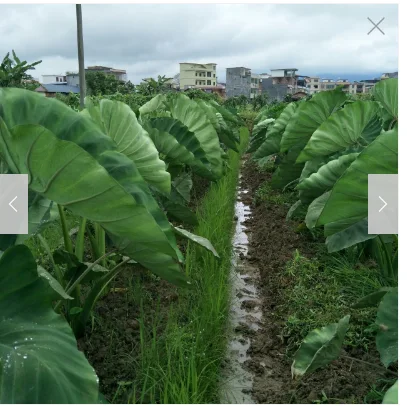 Potassium fulvate drip irrigation in the field