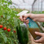 Comprehensive Guide for Liquid Kelp Seaweed Extract in Agriculture, Focus on App