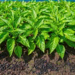 Granular Humate Soil Conditioner: Revitalizing Your Land for Abundant, Sustainab
