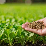 What is Functional Fertilizer? What is the Difference Between Functional Fertili