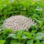 NPK Amino Acids: The Ultimate Plant Superfood for Explosive Growth and Unmatched