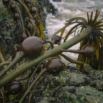 Ascophyllum nodosum: A Marine Gift for Agricultural Yield Enhancement – Sc