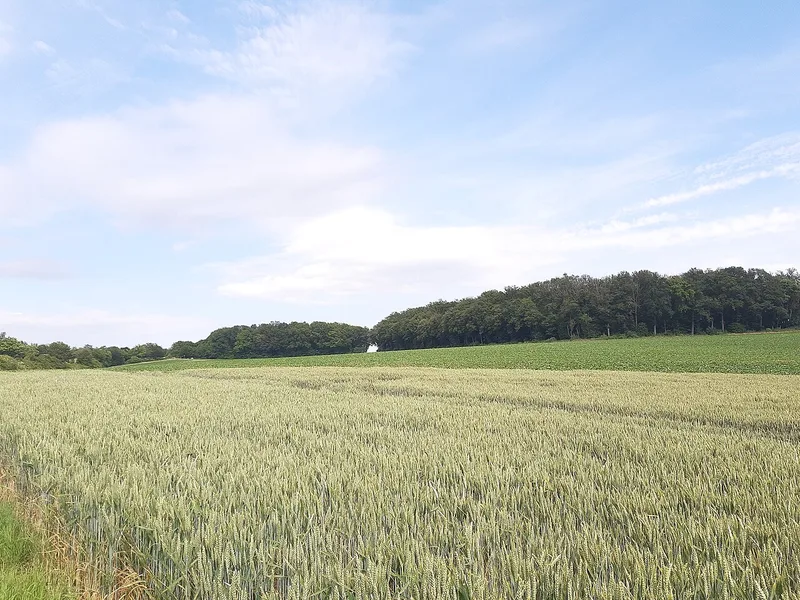 JINGFENG humic acid on field crops