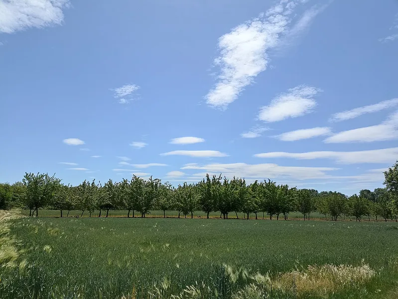 JINGFENG humate in orchard