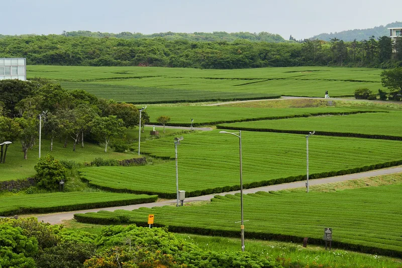 JINGFENG fulvic acid in tea garden