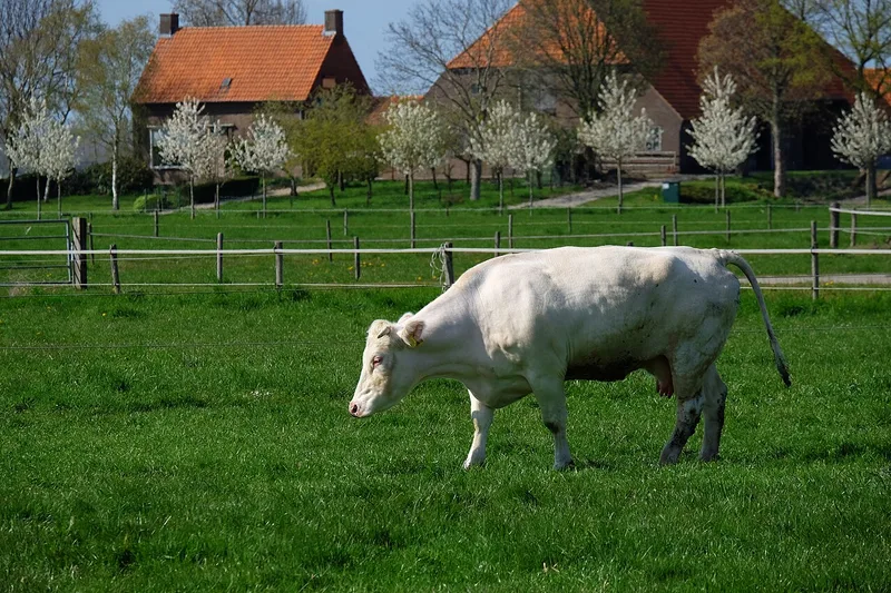 JINGFENG humate for dairy cows