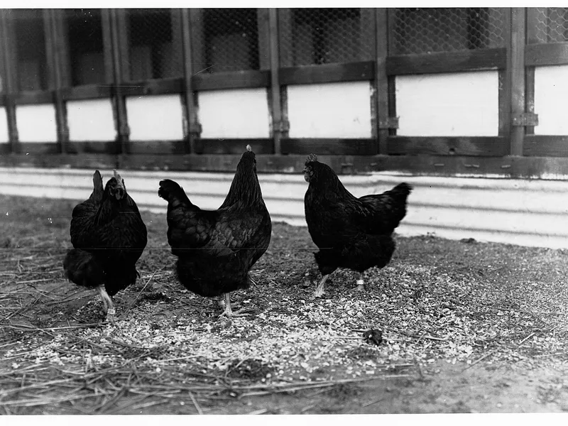 JINGFENG humate for poultry